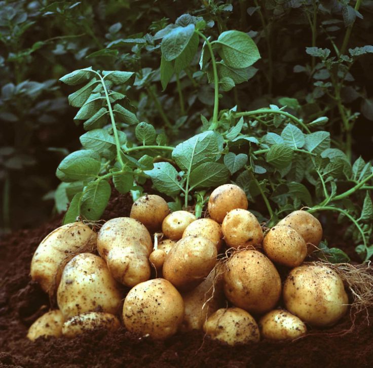 Fresh Potatoes