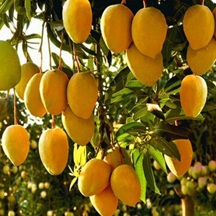 Mango Packing tour